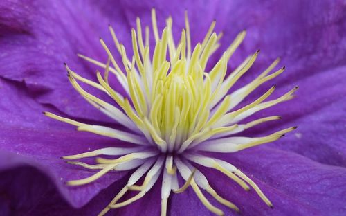 Close-up of fresh purple flower blooming outdoors