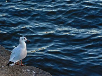 High angle view of seagull perching on retaining wall by lake