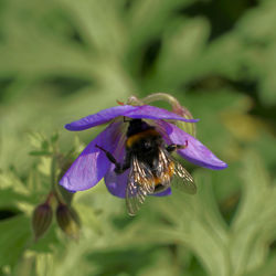 Close-up of bee pollinating on purple flower