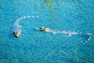 High angle view of turtle swimming in water jacaré 