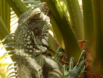 Close-up of lizard on plant