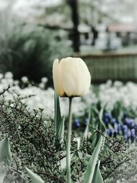 Close-up of crocus blooming on field