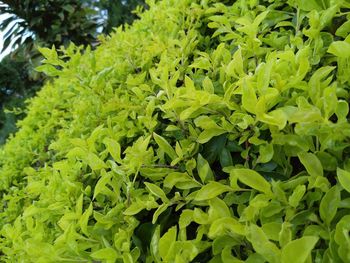 Full frame shot of fresh green leaves