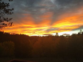 Silhouette trees on field against orange sky