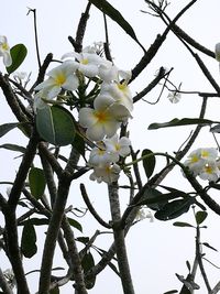 Low angle view of white flowers blooming on tree against sky