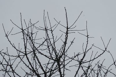 Low angle view of branches against clear sky