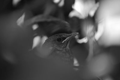 Close-up of bird