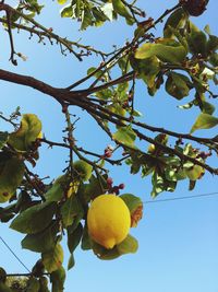 Low angle view of lime growing on plant against blue sky