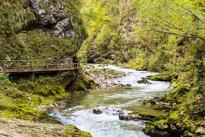 River flowing through forest