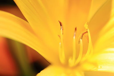 Close-up of yellow lily blooming outdoors