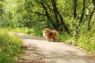 Little dog in a forest