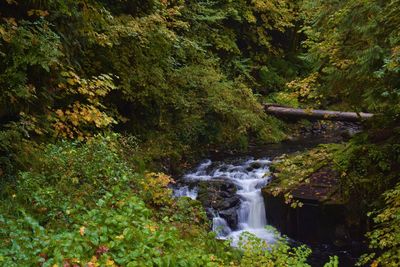 Scenic view of waterfall in forest