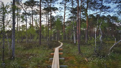 Trees in forest against sky