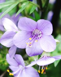 Close-up of purple flower