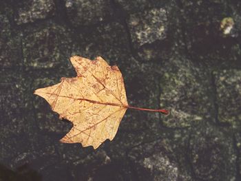 Close-up of dry maple leaf