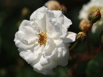 Close-up of white flowers