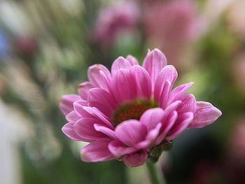 Close-up of pink flower