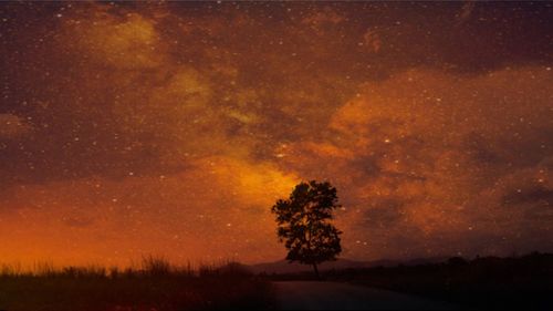 Trees on field against sky at night