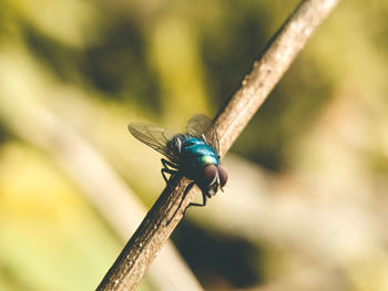 Close-up of dragonfly on plant