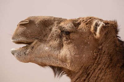 Close-up of horse against white background