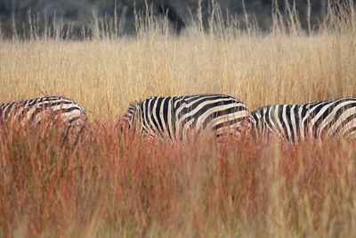 Zebras on grassy field