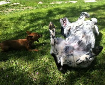 Dogs relaxing on field