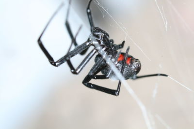 Close-up of spider on web