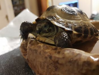 Close-up of a turtle