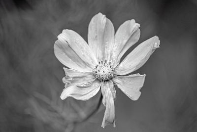 Close-up of white flower