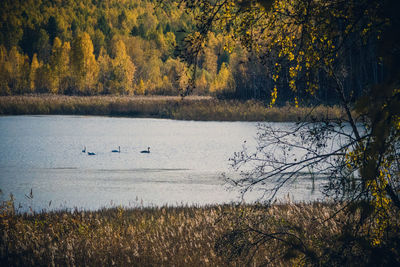 Scenic view of lake in forest