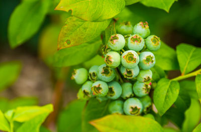 Close-up of green plant