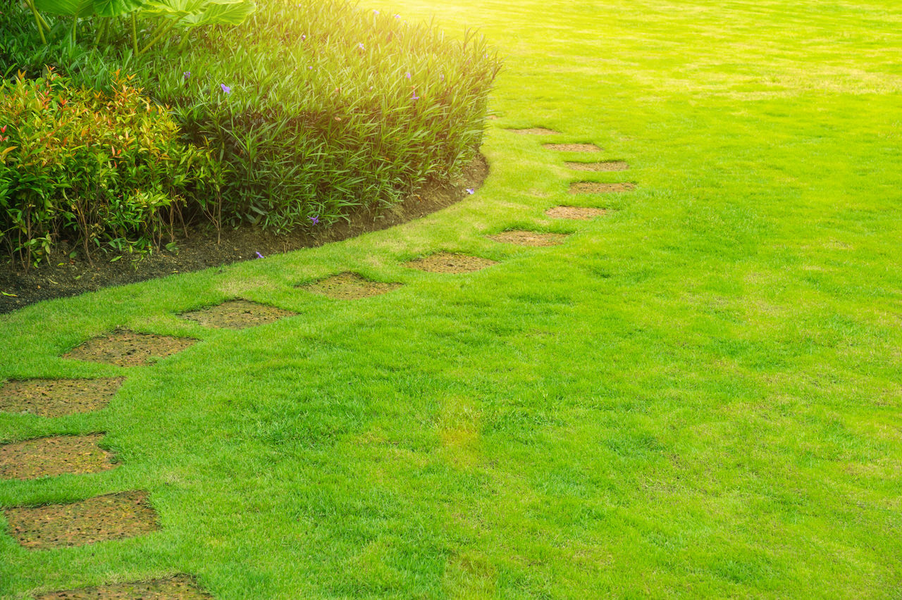 GRASS GROWING ON FIELD