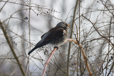 Low angle view of bird perching on branch