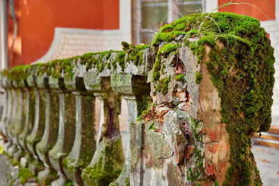 Close-up of plant growing on tree trunk