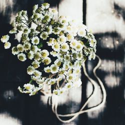 Close-up of flowers