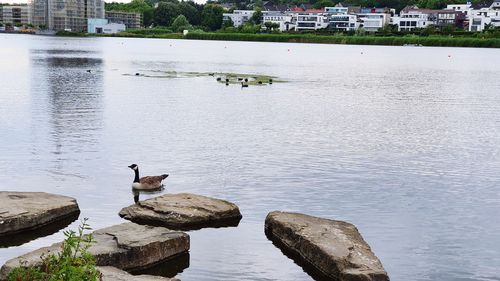 Ducks on a lake