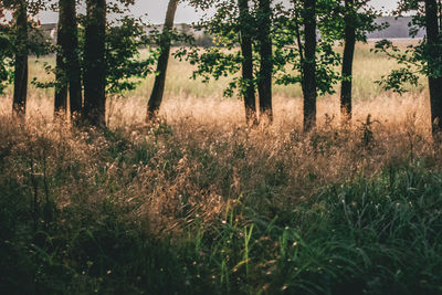 Trees on field in forest