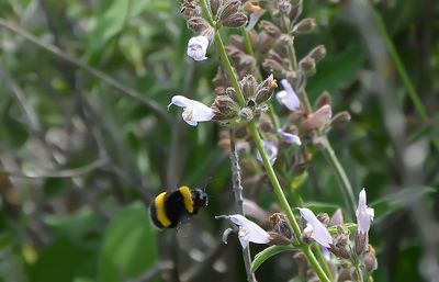 Close-up of bee pollinating on flower