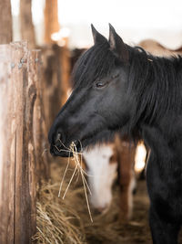 Close-up of a horse