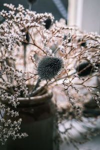 Close-up of dried christmas flower arrangement  plant