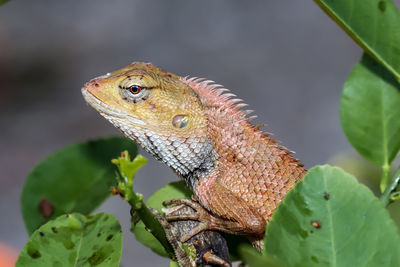 Close-up of a lizard