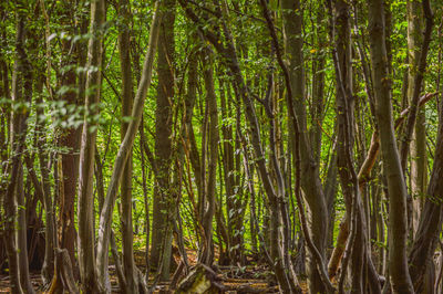 Bamboo trees in forest