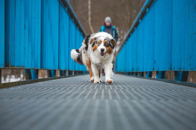 Close-up of dog