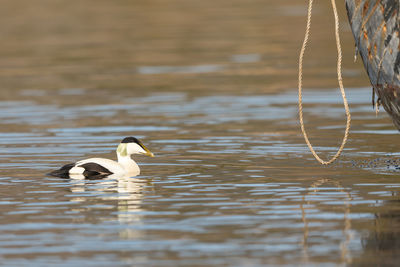 Duck swimming in lake