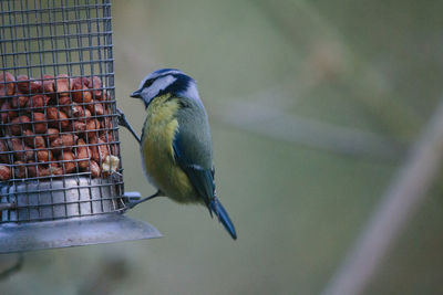 Close-up of bird perching on feeder