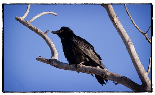 Low angle view of bird perching on tree against clear blue sky