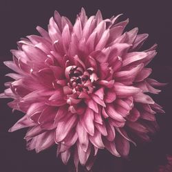 Close-up of pink flower over black background