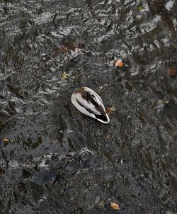 High angle view of a duck in water