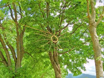 Low angle view of trees