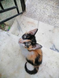 High angle portrait of cat sitting on floor